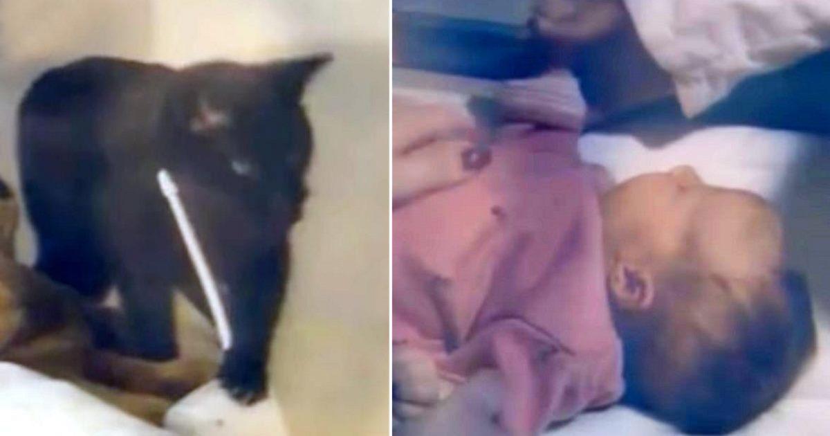 Schwarze Katze macht verängstigte Geräusche über das Babyphon – die Mutter eilt zum Telefon, nachdem sie das Zimmer des Babys überprüft hat