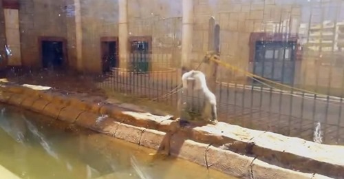 Aktivisten sind erschüttert über Fotos von monatelang vernachlässigten Tieren in verlassenem Zoo in Spanien