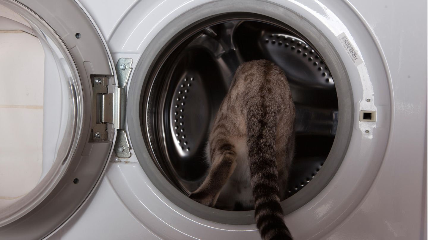 Frau steckt ihre Katze ausversehen in Waschmaschine: „Jack“ überlebt Schleudergang
