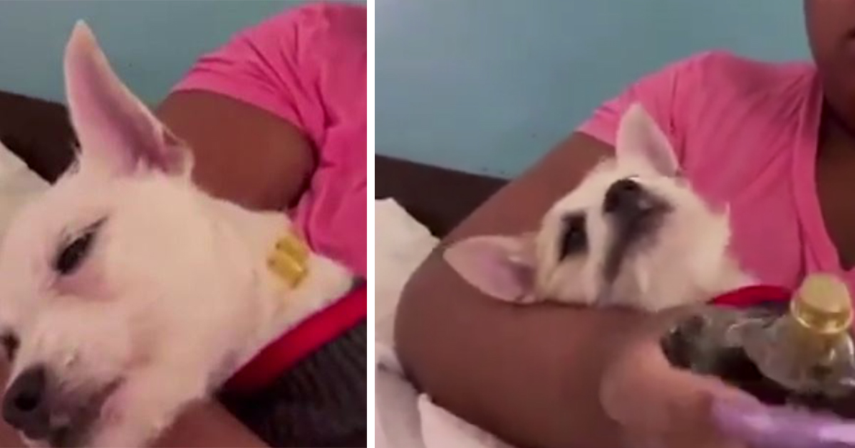 Influencerin (20) sprüht in Live-Video Parfüm in Augen ihres Hundes, tritt und schlägt ihn – für mehr Follower