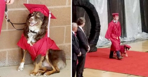 Er erscheint am Tag der Abschlussfeier an der Seite seines treuen Therapiehundes: Er hatte ihm Jahre zuvor das Leben gerettet