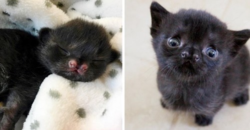 Ein schwarzes Kätzchen erobert alle mit seinem drolligen Gesicht: Es wurde ganz allein in einem verlassenen Hof gefunden