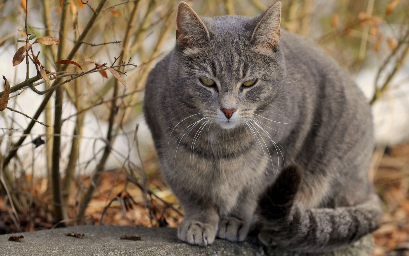 Bayern: Mann schlägt Katze mit Besen, Tier fängt an zu bluten – Besitzerin kommt dazu und kriegt Schlag ins Gesicht
