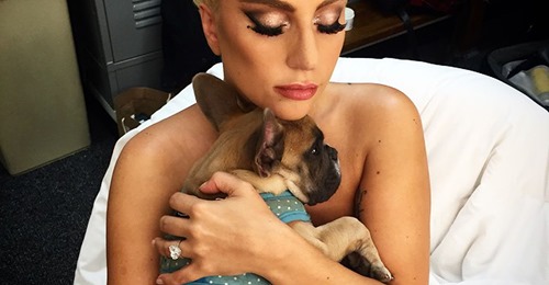 Lady Gagas Hundesitter angeschossen und Hunde entführt
