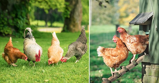 Hühnerhaltung im Garten: Tipps zur Fütterung und Pflege