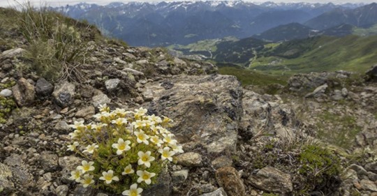 Wenn Gletscher schmelzen, sterben seltene Alpenpflanzen aus