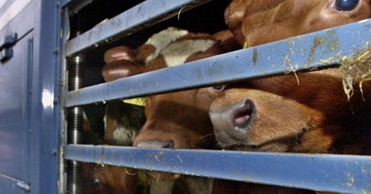 Tierquälerei auf hoher See: Hunderte Rinder monatelang auf Schiff eingepfercht