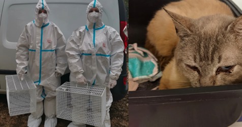 Bertha Bruch Tierheim Saarbrücken: Weitere Katzen  aus der Hölle  befreit