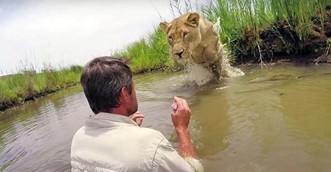 Mann, der vor sieben Jahren zwei Löwenjungen gerettet hat, kehrt zurück und trifft sie wieder.