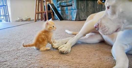 Pitbull wird zum ersten Mal Kätzchen vorgestellt
