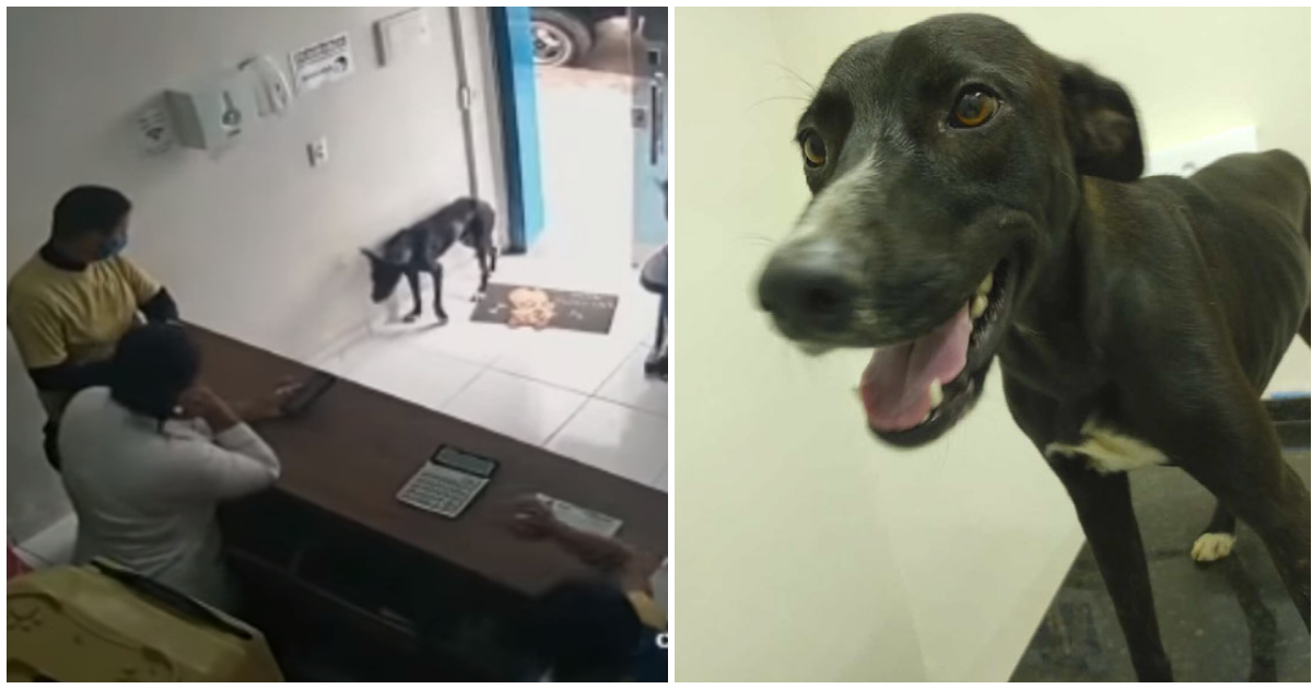 Heimatloser Hund mit verletzter Pfote kommt selbstständig in Tierklinik – und bekommt Hilfe