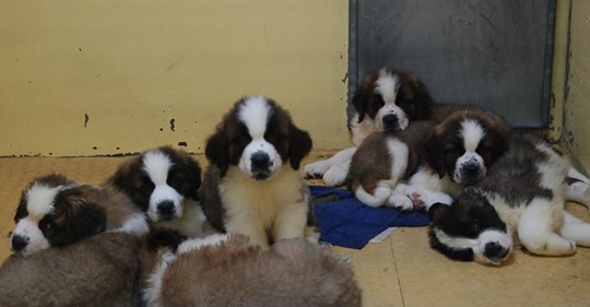 Illegaler Welpentransport gestoppt: Über 100 Baby-Hunde brauchen Hilfe