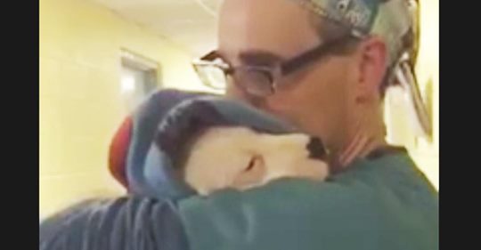 Zärtlicher Tierarzt tröstet verängstigtes Hündchen nach der Operation