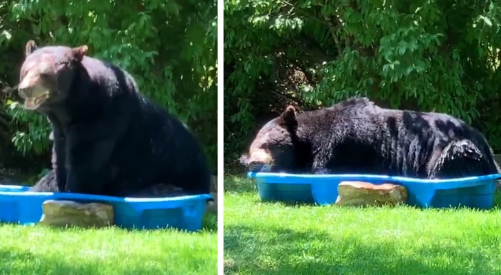 Ein riesiger Bär betritt den Garten einer Frau und kühlt sich in einem Kinderbecken ab: Das Video ist erheiternd