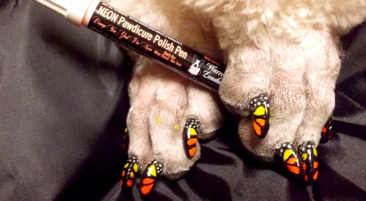 Die Nägel von Hunden und Katzen für ästhetische Zwecke färben: die neue absurde Mode, die Risiken birgt