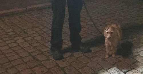 Bremerhaven: Passantin hört nachts Wimmern eines Hundes, entdeckt ihn eingesperrt in einem Käfig in Auto
