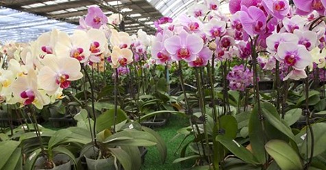 Orchideen kaufen: Mit diesen Tipps finden Sie die besten Exemplare