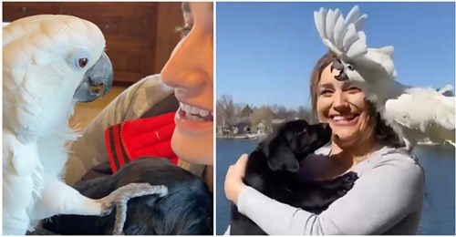 Ungewöhnliche beste Freunde: Papagei trifft Welpe und sagt „Ich liebe dich“ – ein Video geht viral