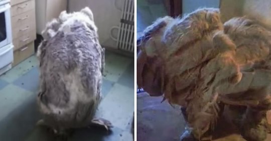 Hund wird verlassen in Küche gefunden und verwandelt sich in neues Geschöpf, nachdem 4 Tüten voller Fell abrasiert wurden