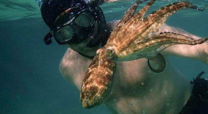 Er taucht ein Jahr lang in den Ozean, um eine ungewöhnliche Freundschaft zu einem Oktopus zu schließen: Eine fast unglaubliche Geschichte