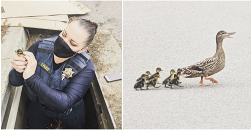 Polizistin rettet Entenküken aus Abwasserkanal, indem sie Entengeräusche der Mutter auf ihrem Smartphone abspielt