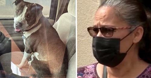 Frau, die zunächst nicht weiß, ob sie Pitbull behalten soll, ist dankbar für ihren Hund, nachdem er ihren Sohn während eines medizinischen Notfalls gerettet hat
