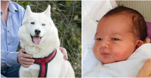Husky ist der Einzige, der bemerkt, dass kleiner Junge allein im Park zurückgelassen wurde – rettet sein Leben