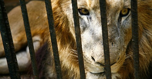 Millionengeschäft Löwenzucht: Südafrika will Zucht von Löwen in Gefangenschaft verbieten
