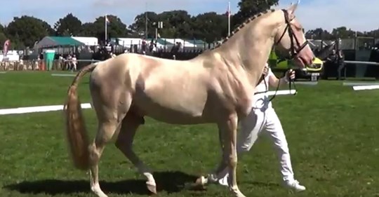 Seltener Achal Tekkiner gilt als  schönstes Pferd der Welt 