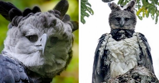 Die Harpyie: Der Vogel, der derart groß ist, dass er allen wie ein Mensch in einem komischen Kostüm vorkommt