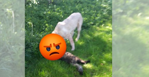 Bayern: Aggressiver Hund bricht in Garten ein, jagt Katze und beißt ihr Kopf ab – Besitzerin (54) sieht alles