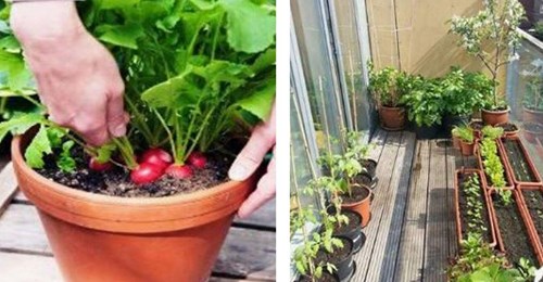 15 Gemüsesorten, die sich auf dem Balkon anbauen lassen