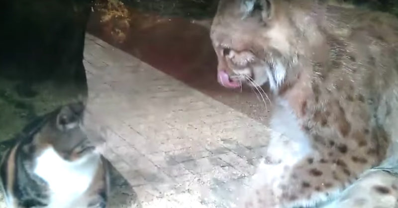 Video von in Luchs Käfig gefallener Katze wird Internet Hit