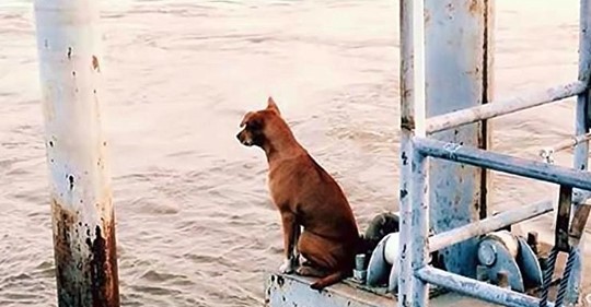 Ein einsamer Hund der mehr als einen Monat an einem Pier auf seinen Besitzer wartet, findet ein liebevolles Heim