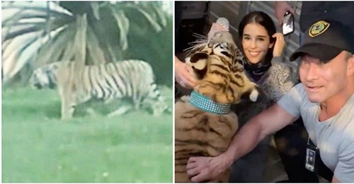 Tiger eingefangen und in Auffangstation gebracht, der eine Woche lang in Houston frei herumlief