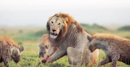Menschlicher als manche Menschen: Ein wunderschöner Moment der Dankbarkeit, als ein Löwe von seinem Freund vor 20 Hyänen gerettet wird