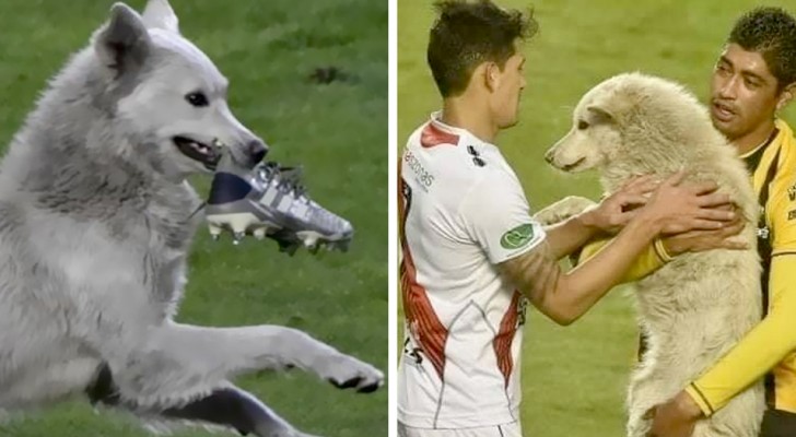 Ein streunender Hund schleicht sich aufs Feld und unterbricht ein Fußballspiel: Einer der Spieler beschließt, ihn zu adoptieren