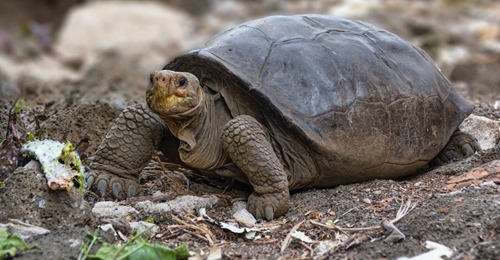 Ausgestorbene Riesenschildkröte auf Galápagosinseln entdeckt