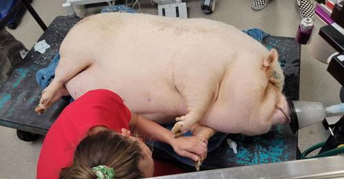 Übergewichtiges Schwein „auf dem Weg der Besserung“ – war zum Sterben in Hundehütte zurückgelassen worden