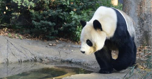 Zoo in Tokio nach Geburt von Panda Zwillingen überrascht und „unglaublich glücklich“