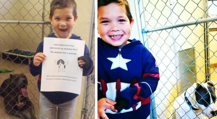 Ein 4-Jähriger will 2 Pitbulls aus dem Zwinger retten, aber der Staat erlaubt es ihm nicht: Er adoptiert sie „aus der Ferne“