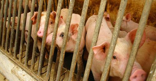 EU-Kommission will Käfighaltung von  Nutztieren  bis 2027 abschaffen