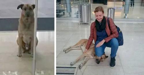Streunender Hund schließt eine Flugbegleiterin ins Herz und wartet jeden Tag vor den Hoteltüren auf sie