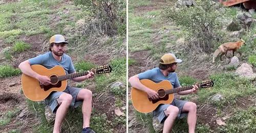Mann spielt Gitarre für neugierigen Fuchs – jetzt verbreitet sich dessen Reaktion wie ein Lauffeuer im Internet