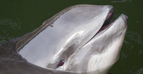 Ostsee: Kleiner Wal verendet qualvoll, weil Menschen ihn bedrängen