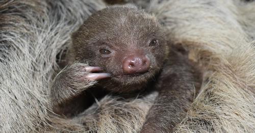 Zoo in den USA feiert Geburt des ersten Faultierbabys