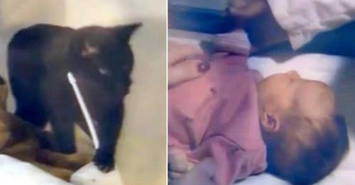 Schwarze Katze macht beängstigende Geräusche über das Babyphone und nachdem die Mutter das Zimmer des Babys kontrolliert hat, stürzt sie zum Telefon