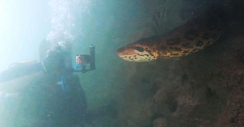 Unglaubliche Aufnahmen: Taucher begegnen Sieben-Meter-Anakonda