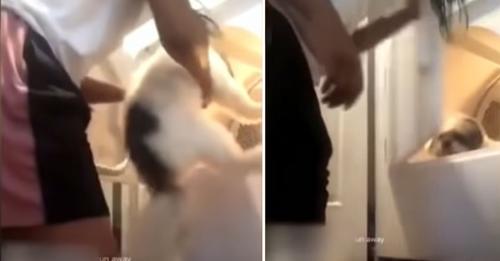 Frau steckt ihren kleinen Hund in Wäschetrockner & streamt alles live im Internet