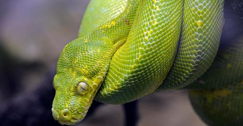 Haldensleben sucht einen Python: Drei-Meter-Schlange wohl in der Stadt unterwegs